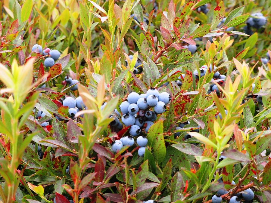 Maine Wild Blueberries Photograph by Lena Hatch