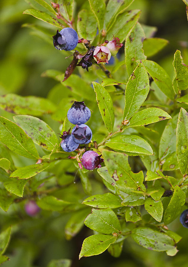 Maine Wild Blueberries Photograph by Peter J Sucy