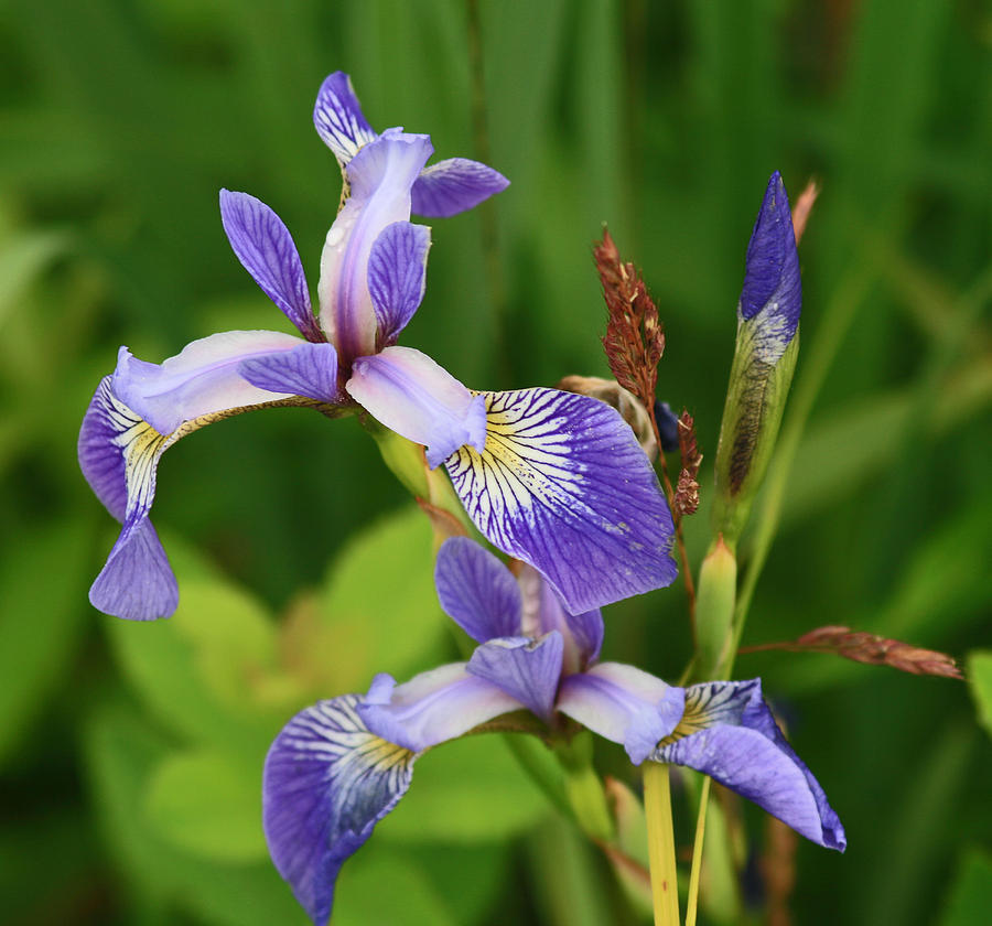 Maine Wild Iris Photograph by Kristia Adams