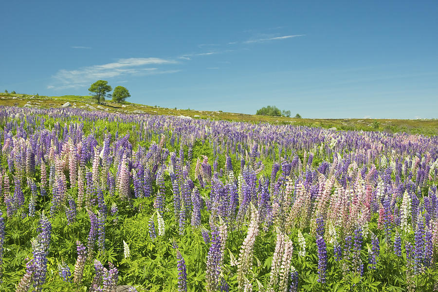 Maine Wild Lupine Flowers Photograph by Keith Webber Jr