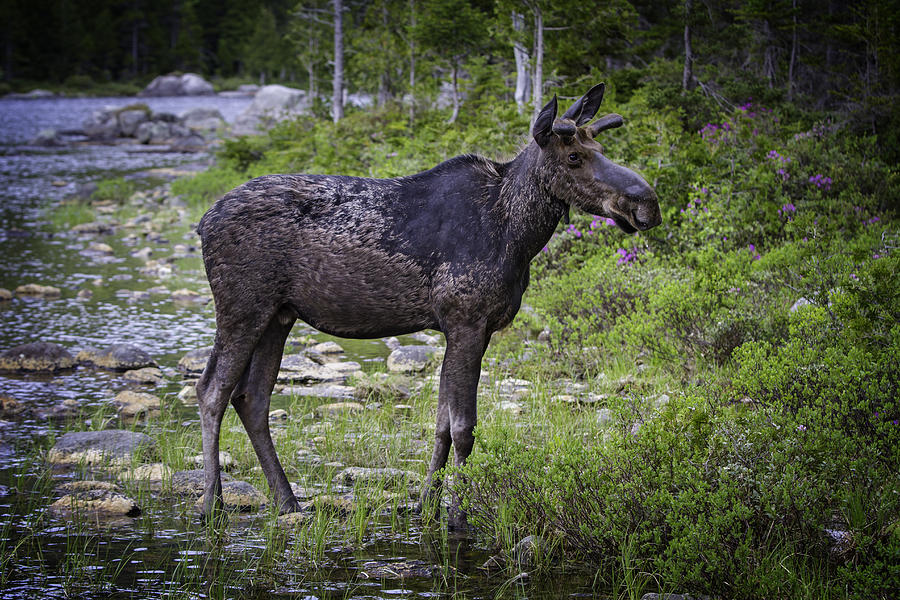 Mainely Moose Photograph by John Haldane