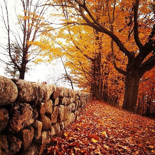Fall Photograph - #mainstafoliage #fall #autumn by Laura Vaillancourt