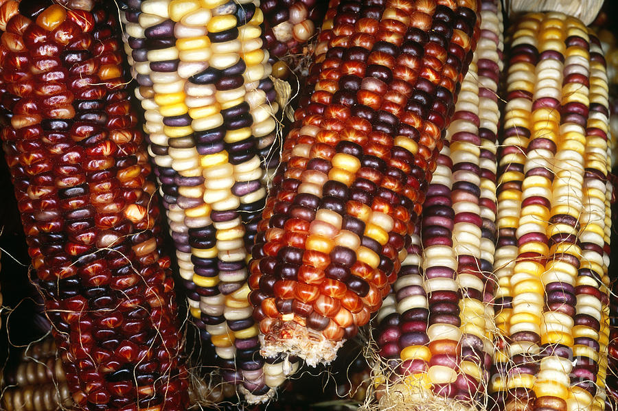Maize Photograph by Gregory G. Dimijian, M.D.