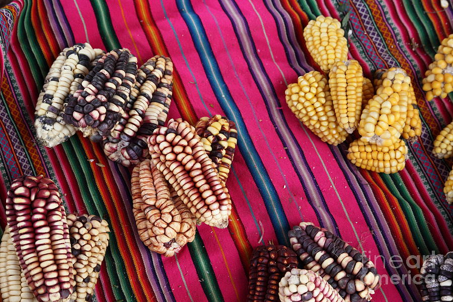 Maize varieties and colorful textile Peru Photograph by James Brunker