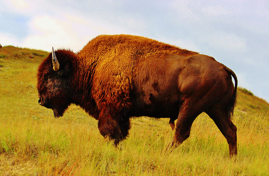 Majestic American Buffalo Photograph by