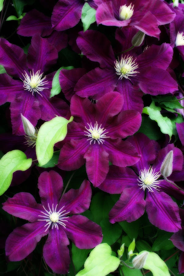 Flower Photograph - Majestic Amethyst Colored Clematis by Kay Novy