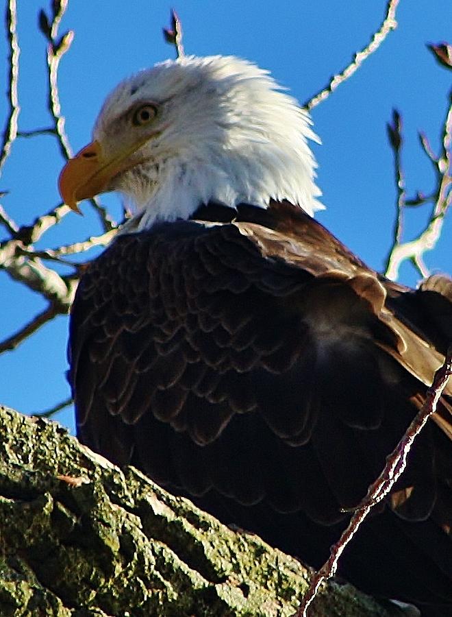 Feather Photograph - Majestic Bald Eagle by Bruce Bley