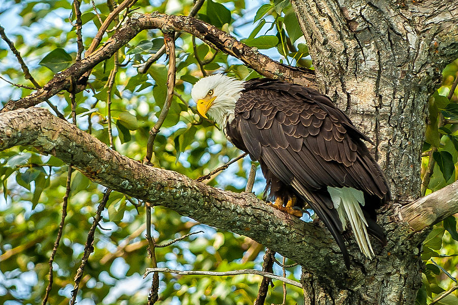 Majestic Bald Eagle Photograph