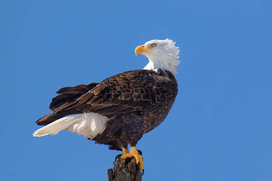 Eagle Photograph - Majestic Bald Eagle by John Absher