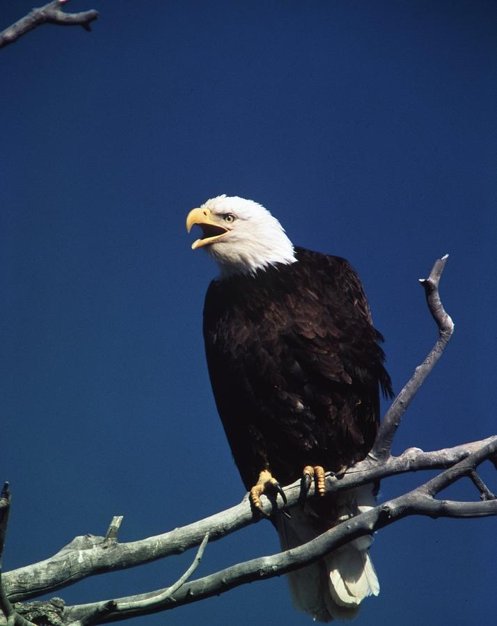 Vintage Photograph - Majestic Bald Eagle by Retro Images Archive