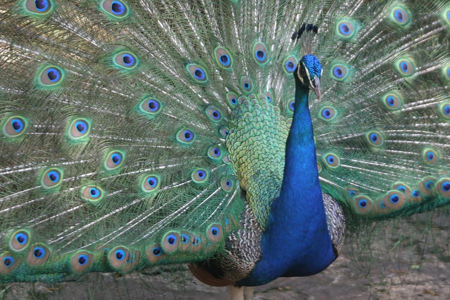 Peacock Photograph - Majestic Bird by Dervent Wiltshire
