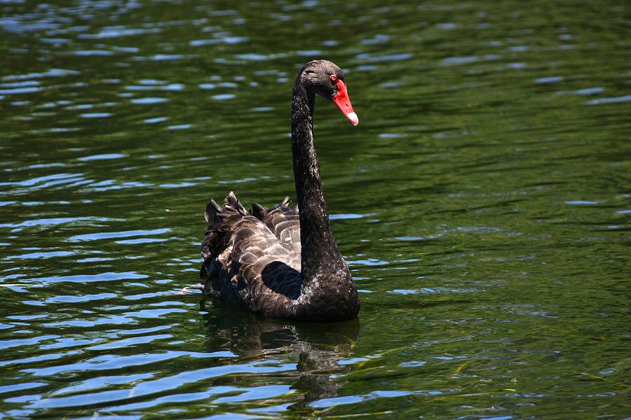 Swan Photograph - Majestic Black Swan by Darren Burton