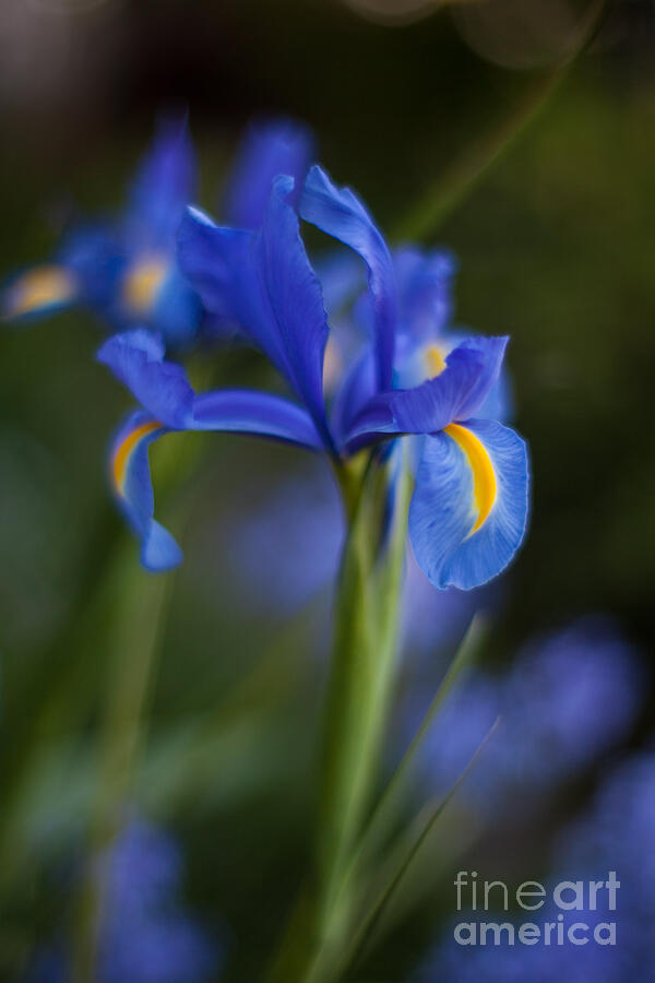 Iris Photograph - Majestic Blue Iris by Mike Reid