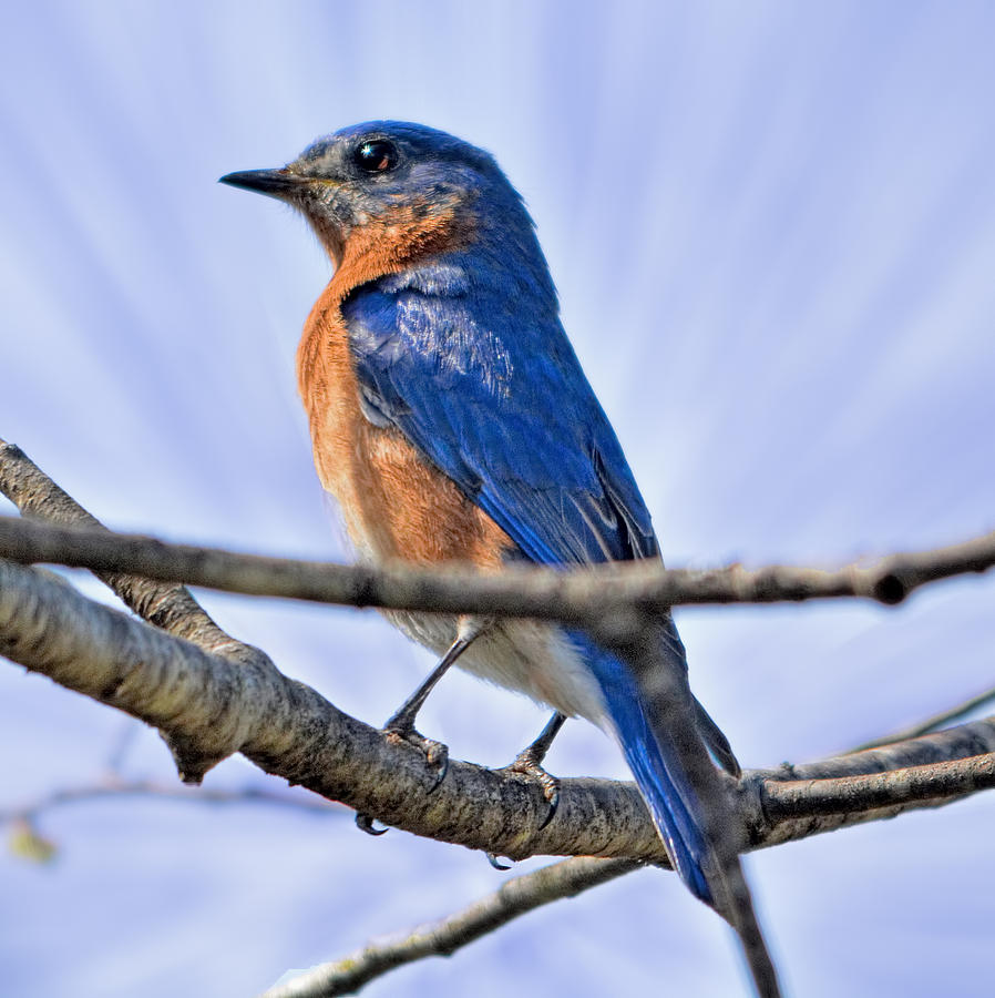 Majestic Bluebird Photograph by Karl Barth