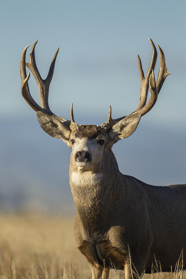 Majestic Buck Photograph by D Robert Franz