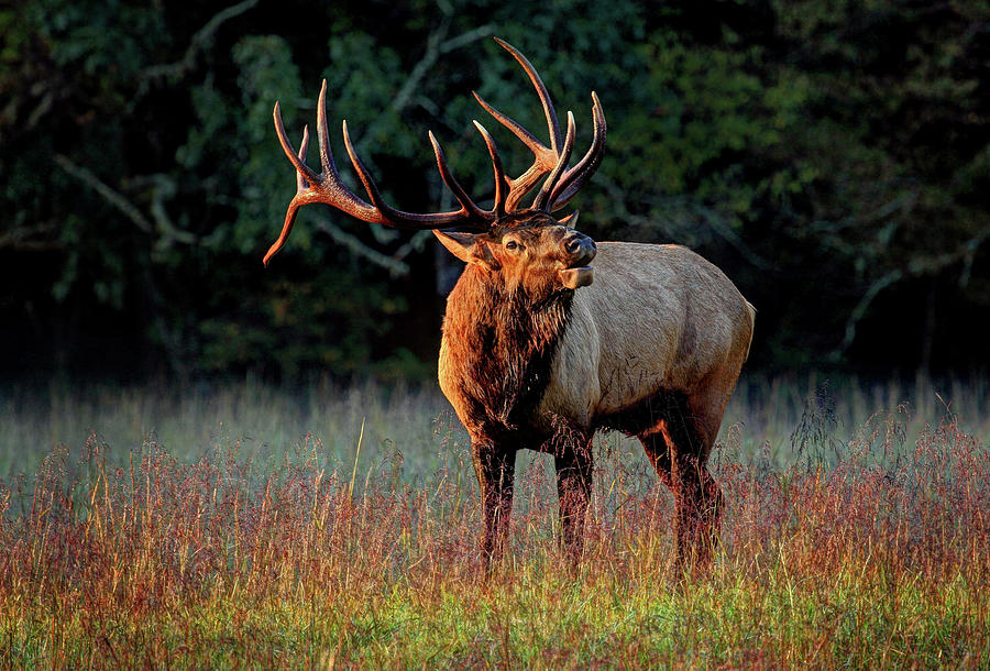 Tree Photograph - Majestic Bull Elk by Danny R. Buxton