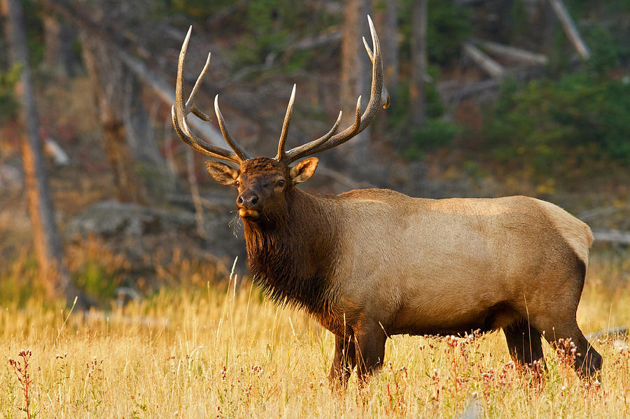 Majestic Bull Elk Photograph by Shari Sommerfeld