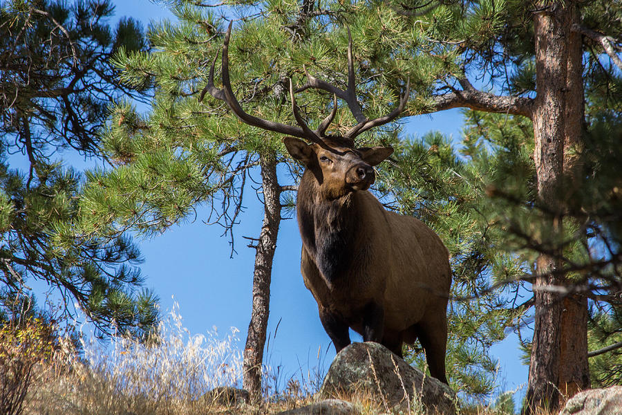 Majestic Bull Elk Stands Tall Photograph by Tony Hake
