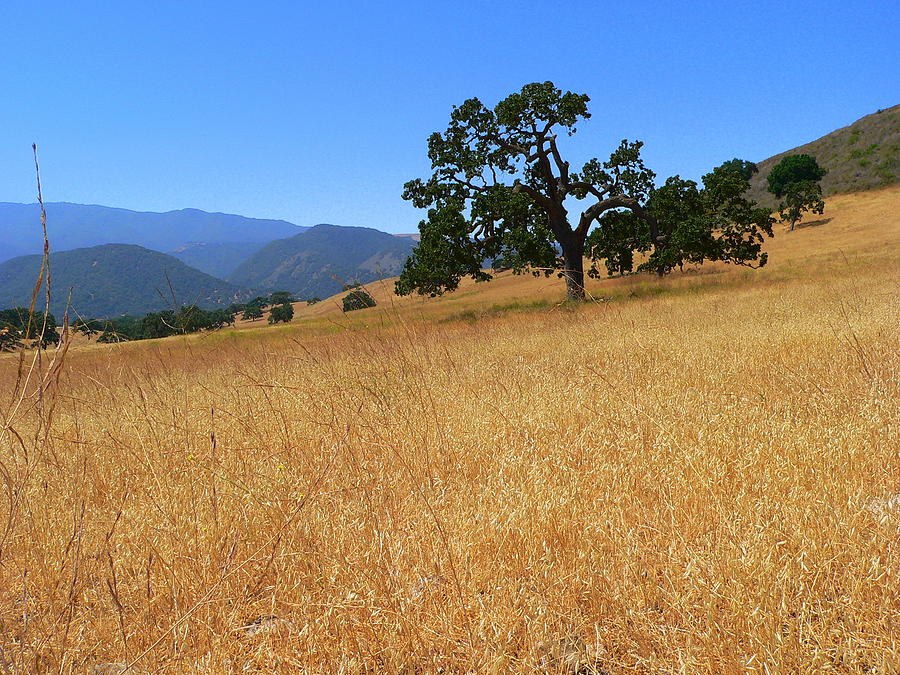 Landscape Photograph - Majestic California Oak by Jeff Lowe