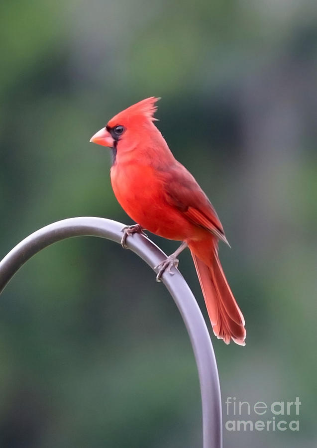 Cardinal Photograph - Majestic Cardinal by Carol Groenen