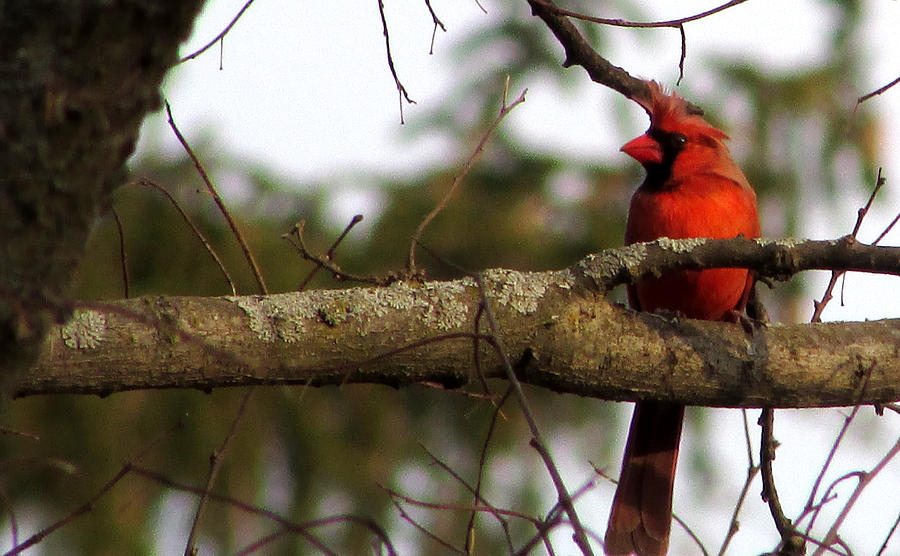 Majestic Cardinal Photograph by Kimberly Mackowski
