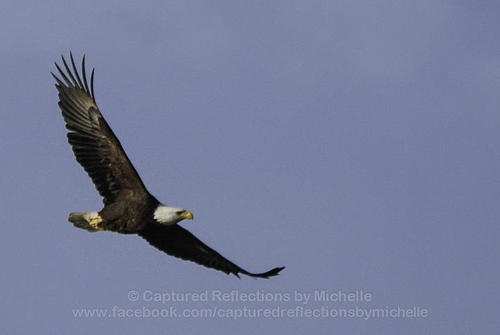 Majestic Eagle Photograph by Michelle Hulen