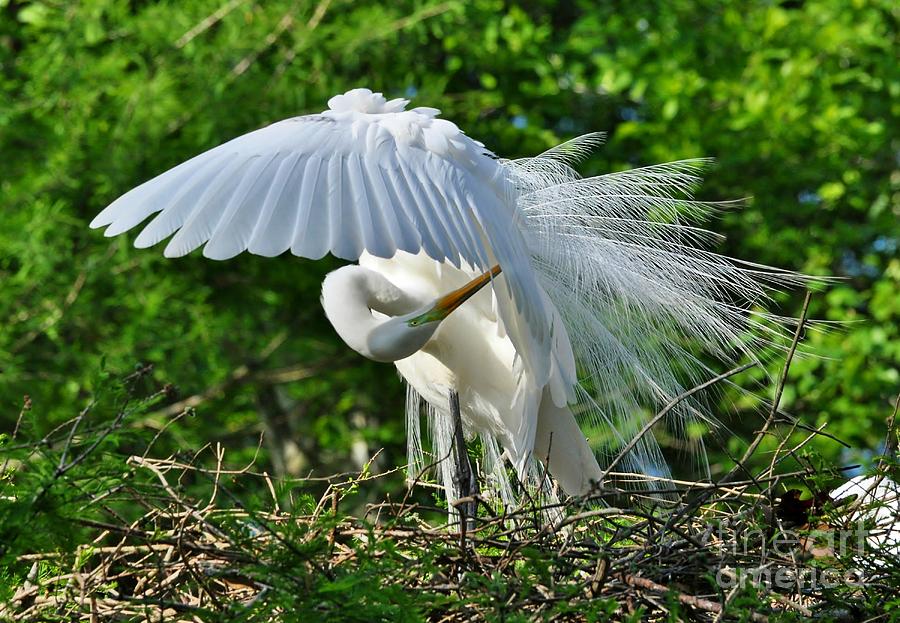 Majestic Egret Photograph by Kathy Baccari