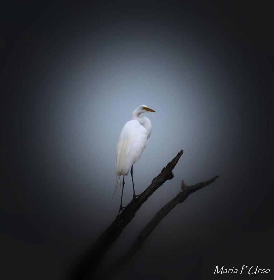 Majestic Egret Photograph by Maria Urso