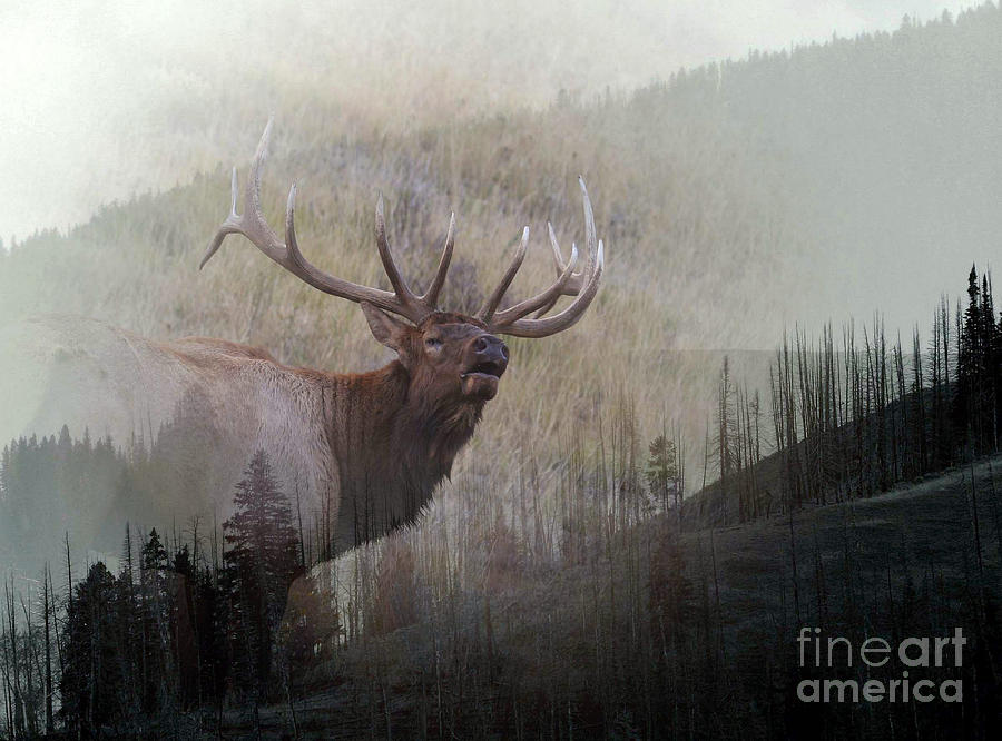 Yellowstone National Park Photograph - Majestic Elk by Clare VanderVeen