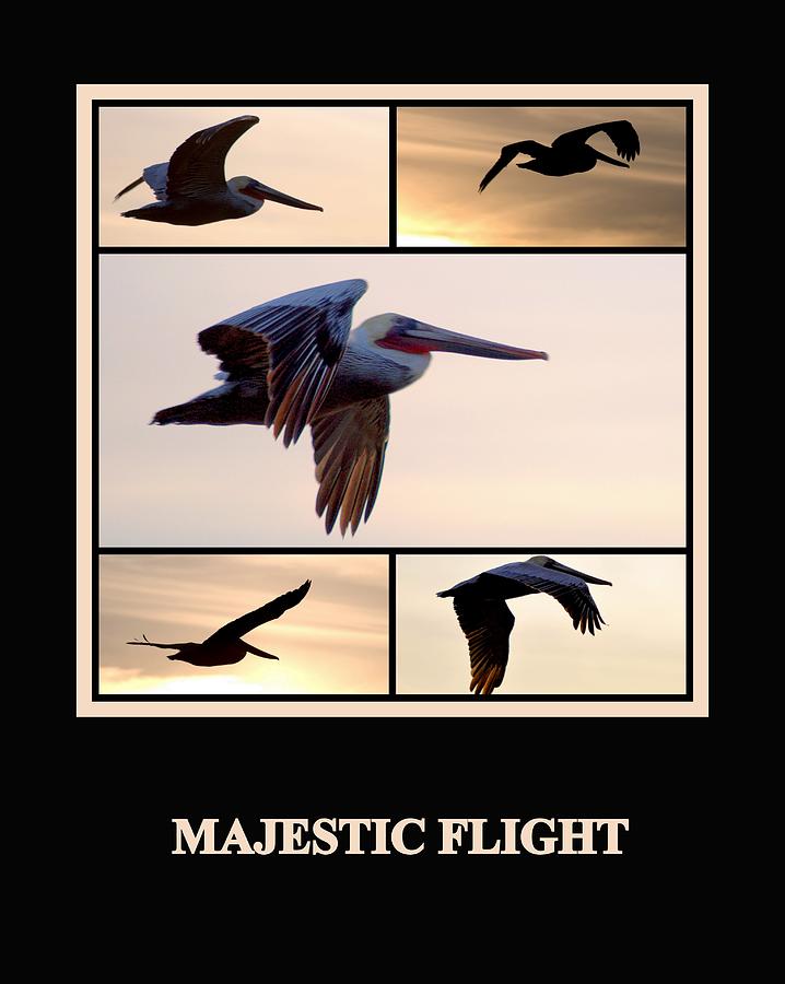 Majestic Flight Photograph by AJ  Schibig
