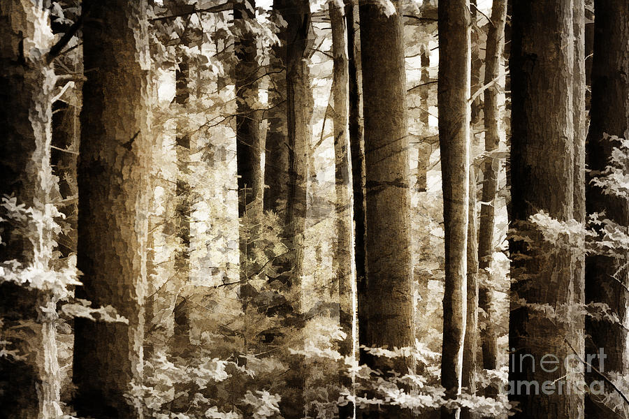 Majestic Forest Digital Art by Jayne Carney