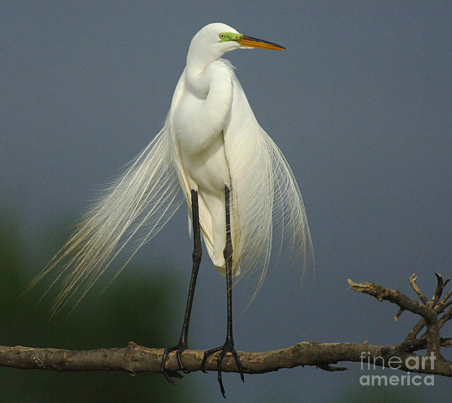 Majestic Great Egret Photograph by Bob Christopher