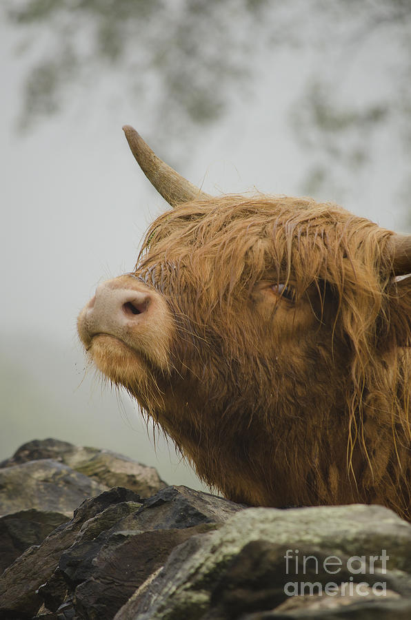 Nature Photograph - Majestic Highland Cow by Linsey Williams