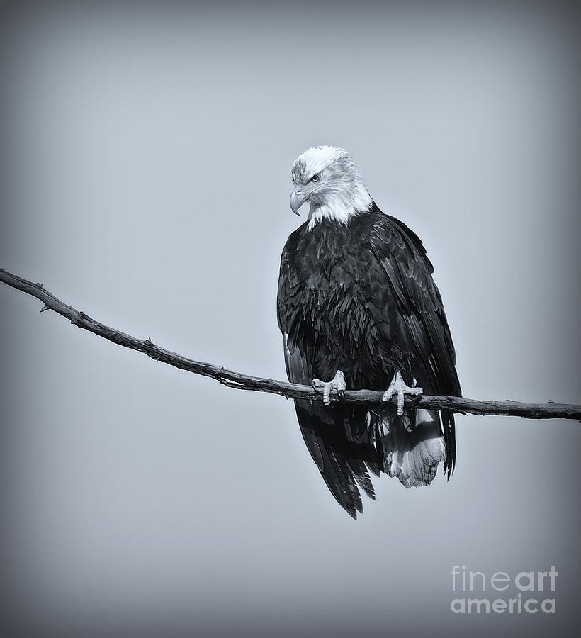 Feather Photograph - Majestic Hunter by Lisa  Telquist