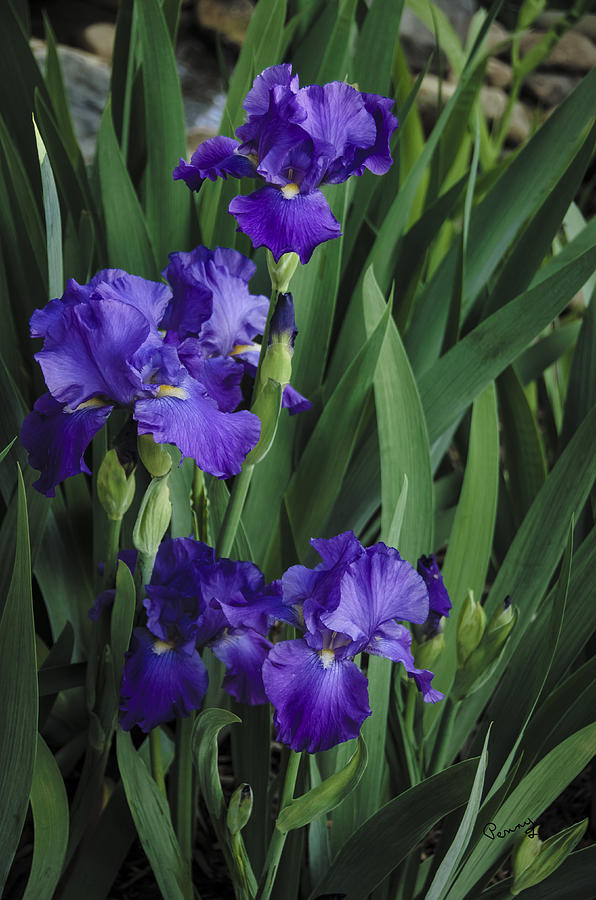 Majestic Irises Photograph by Penny Lisowski