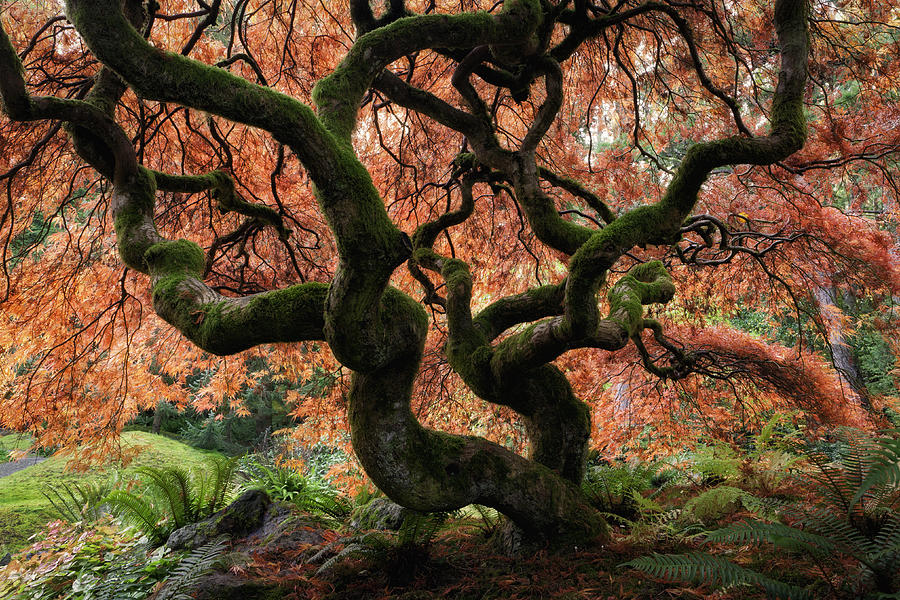 Majestic Japanese Maple with vibrant colors Photograph by Justinreznick