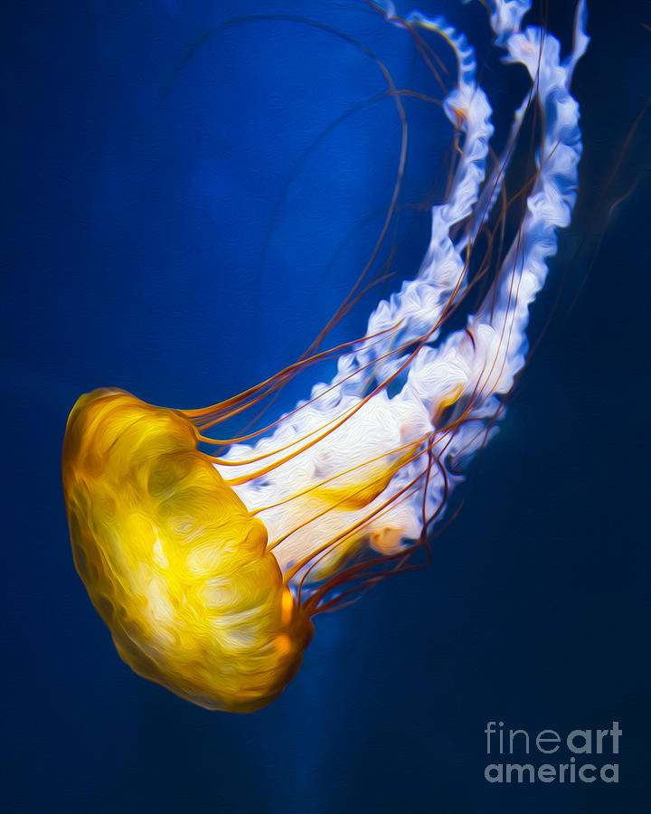 Nature Photograph - Majestic Jellyfish by Michael Ver Sprill