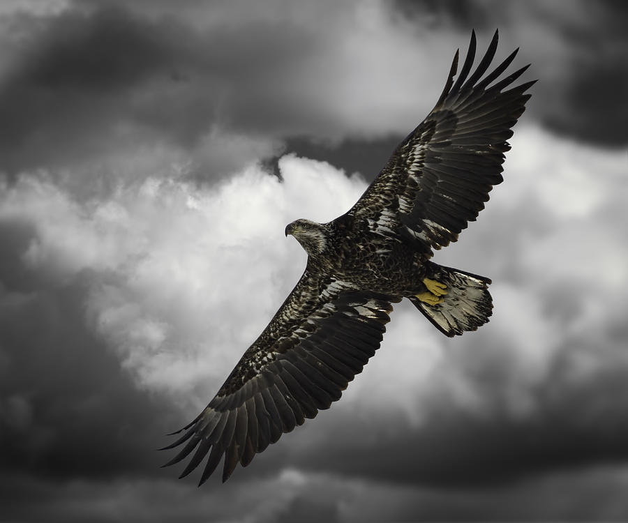 Eagle Photograph - Majestic Juvenile by Thomas Young