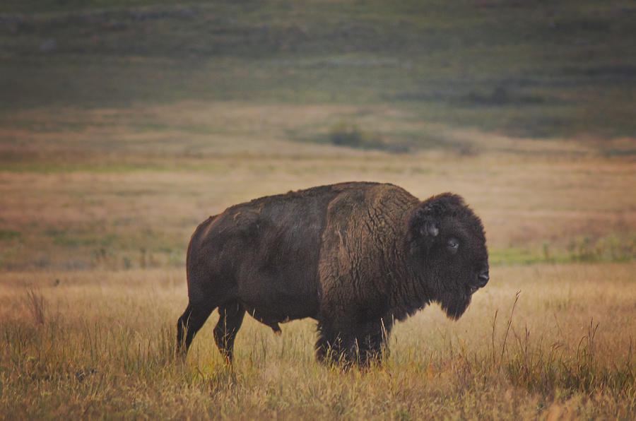 Majestic Photograph by Kimberly Danner - Fine Art America