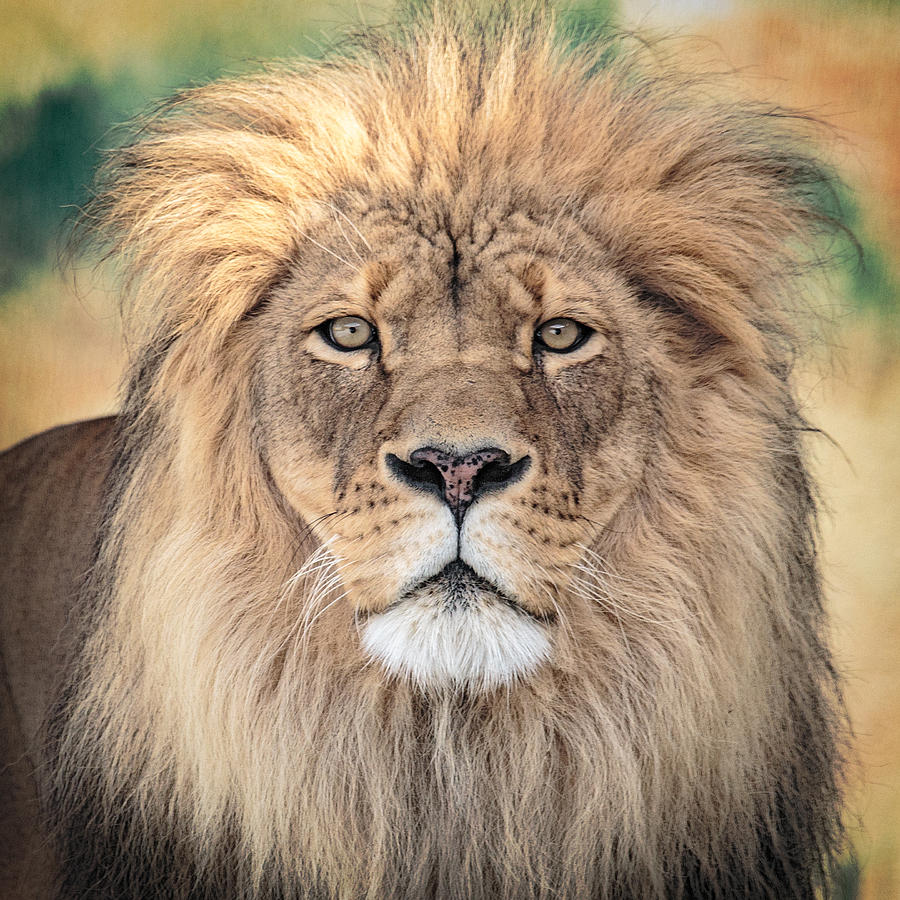 Majestic King Photograph by Everet Regal