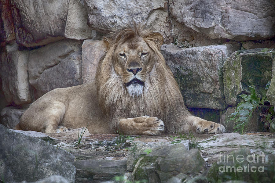 Majestic King Lion Photograph by Douglas Barnard