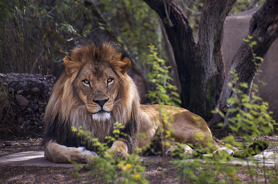 Majestic Lion Photograph by Dave Dilli