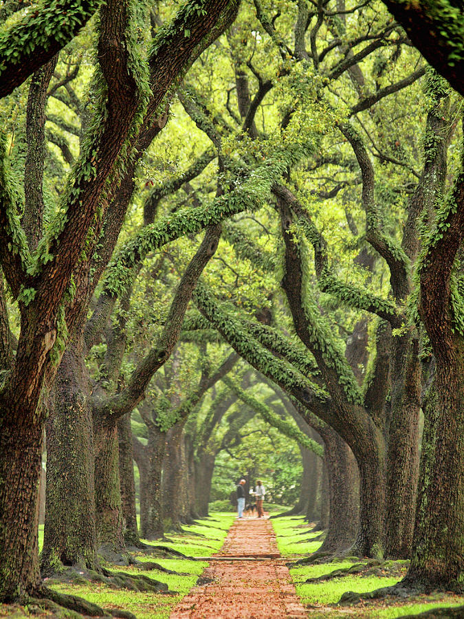 Majestic Live Oak Canopy Photograph by Sandra L. Grimm