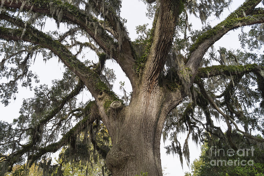 Majestic Live Oak Tree Photograph by MM Anderson