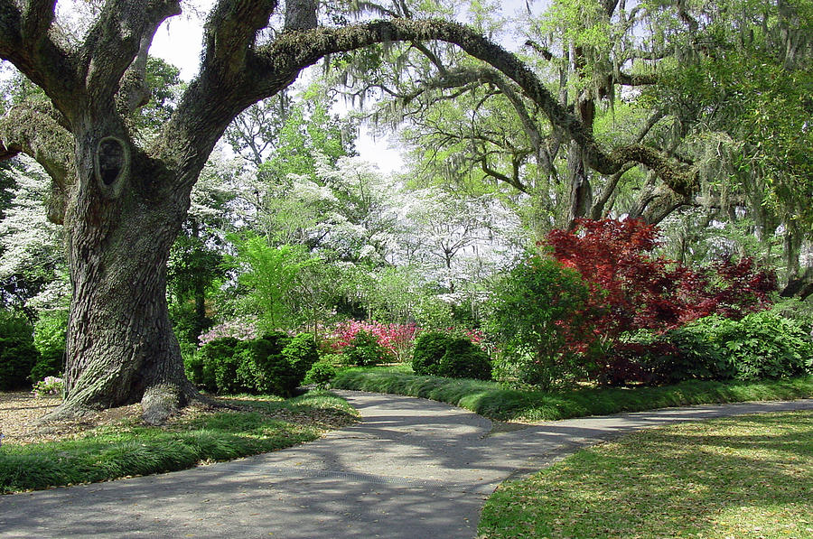 Majestic Live Oaks in Spring II Photograph by Suzanne Gaff