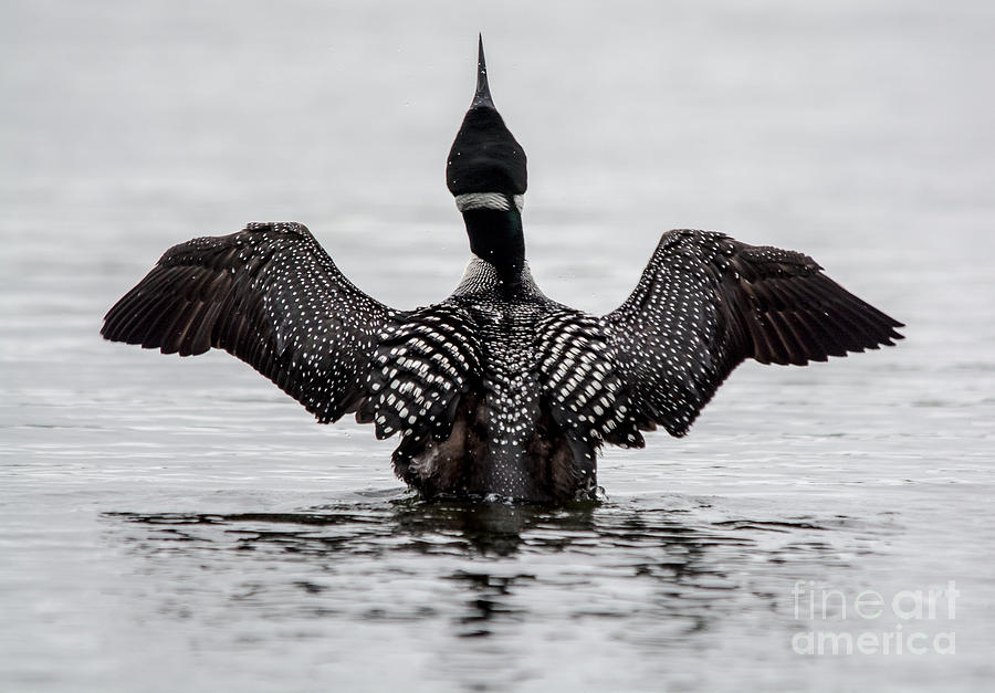 Majestic Loon Photograph by Cheryl Baxter