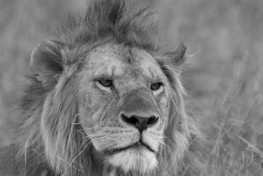 Majestic Male Lion Photograph by Ute Sonnenberg - Pixels