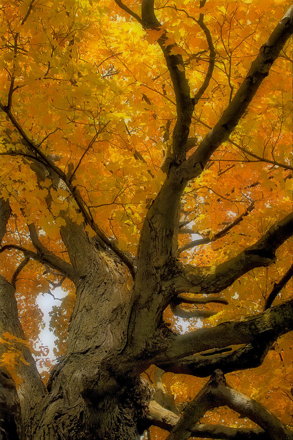 Majestic Maple Photograph by Gary Hall