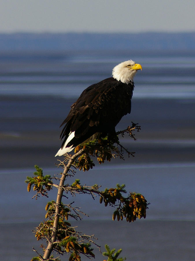 Majestic Photograph by Mark Hulings