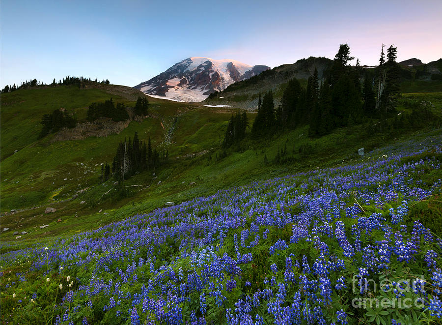 Majestic Meadow Photograph by Michael Dawson - Fine Art America